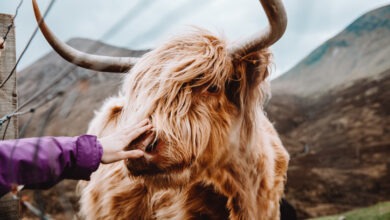 Taurus horoscopes are here