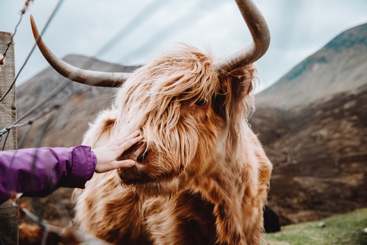 Taurus horoscopes are here
